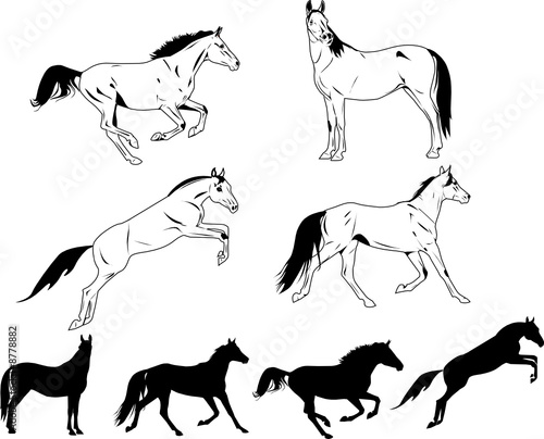 horses