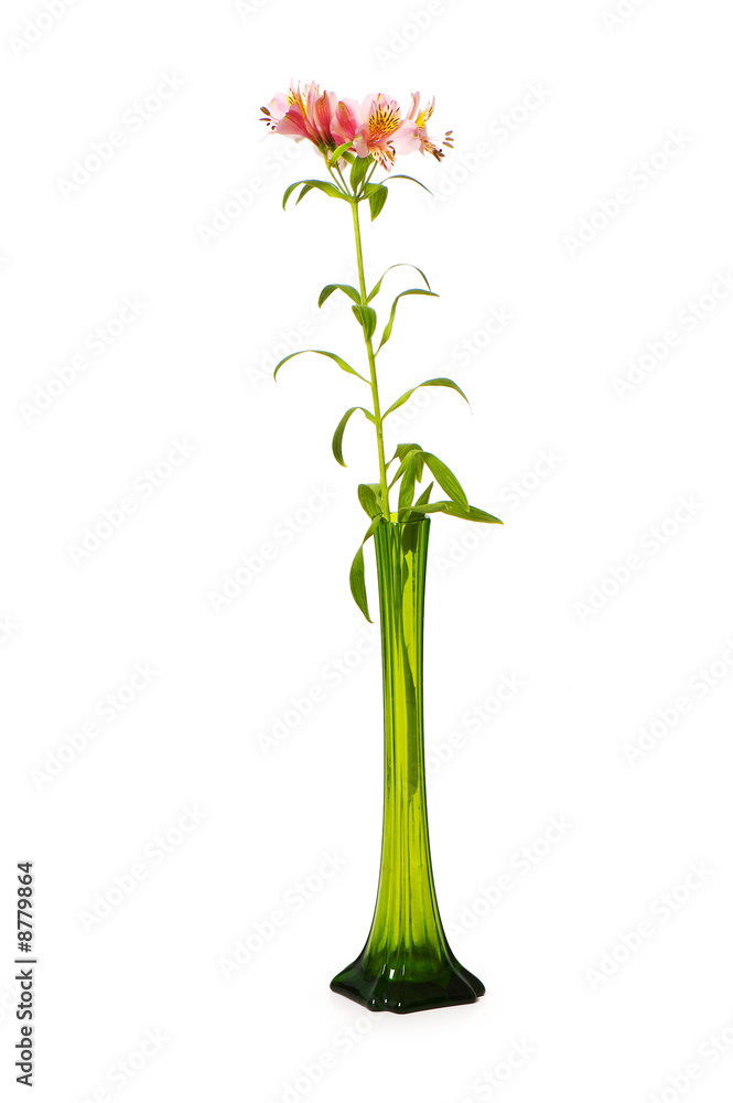Colourful lilies isolated on the white background Colourful lilies isolated on the white background