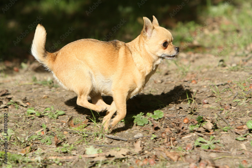 chihuahua en course chihuahua en course