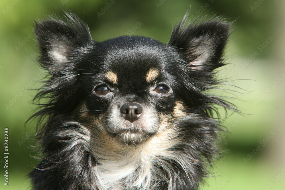 Chihuahua Chihuahua