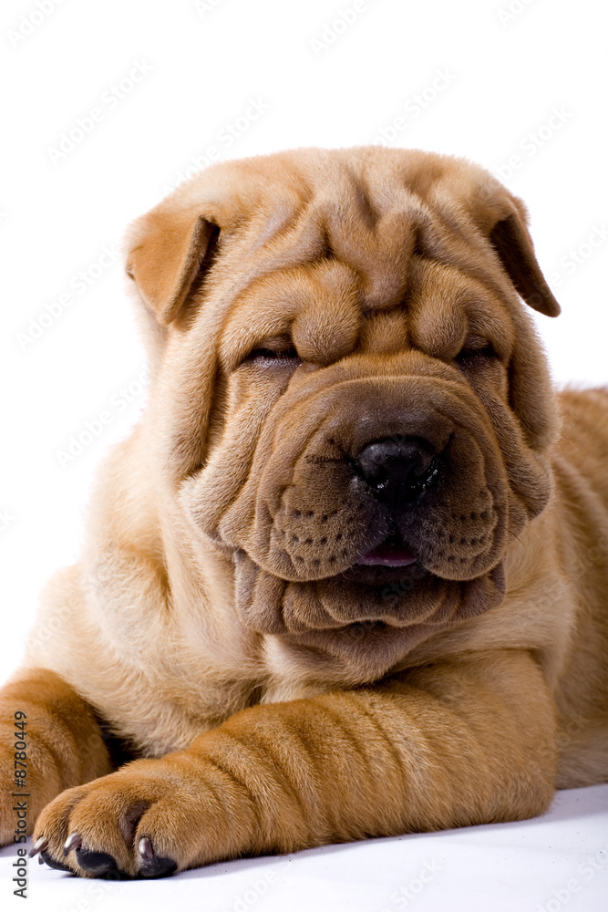 Funny sharpei Funny sharpei