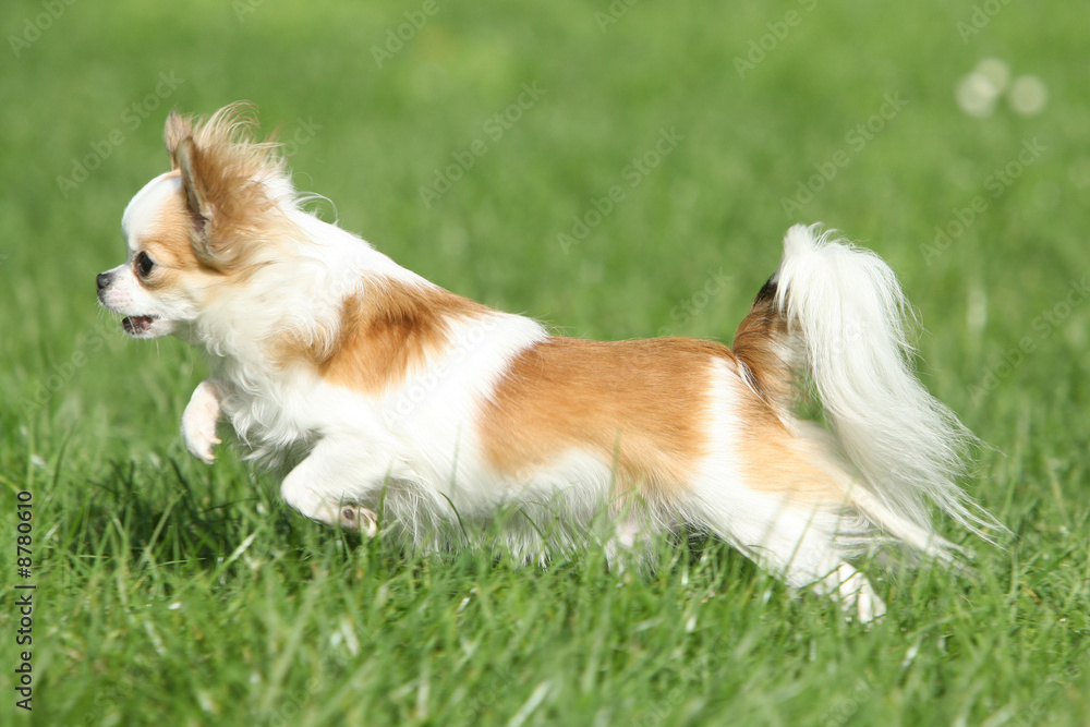 Chihuahua Chihuahua