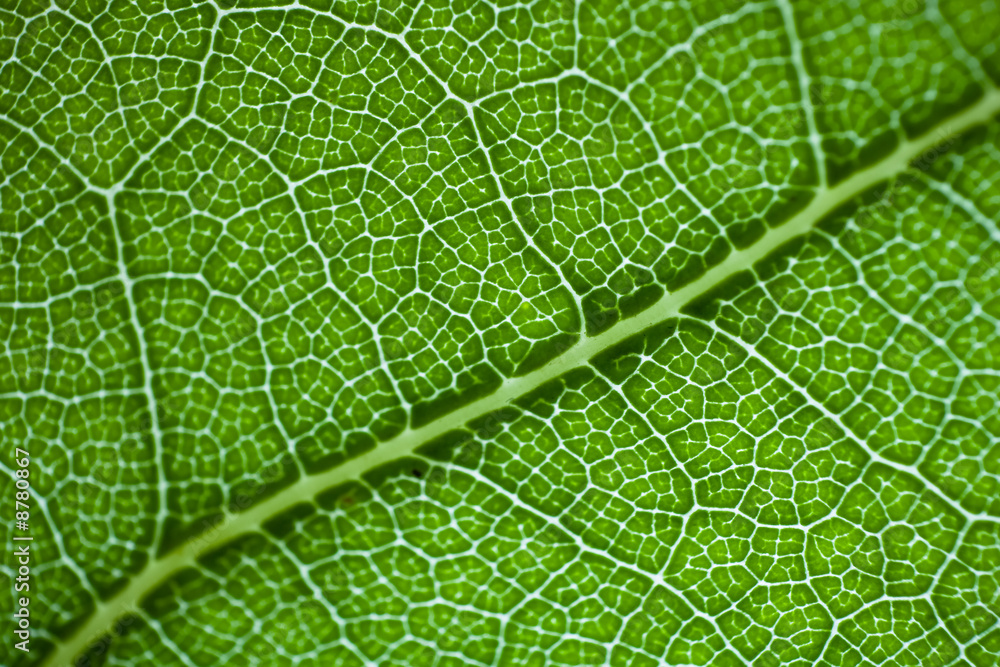 leaf leaf