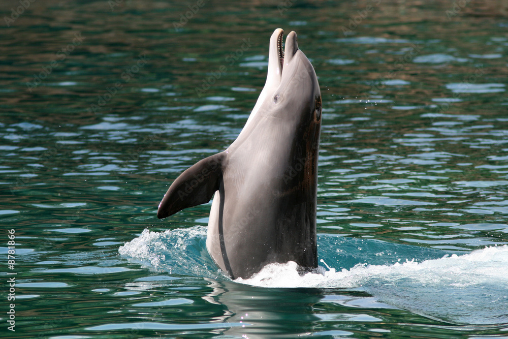 Obraz premium dolphin