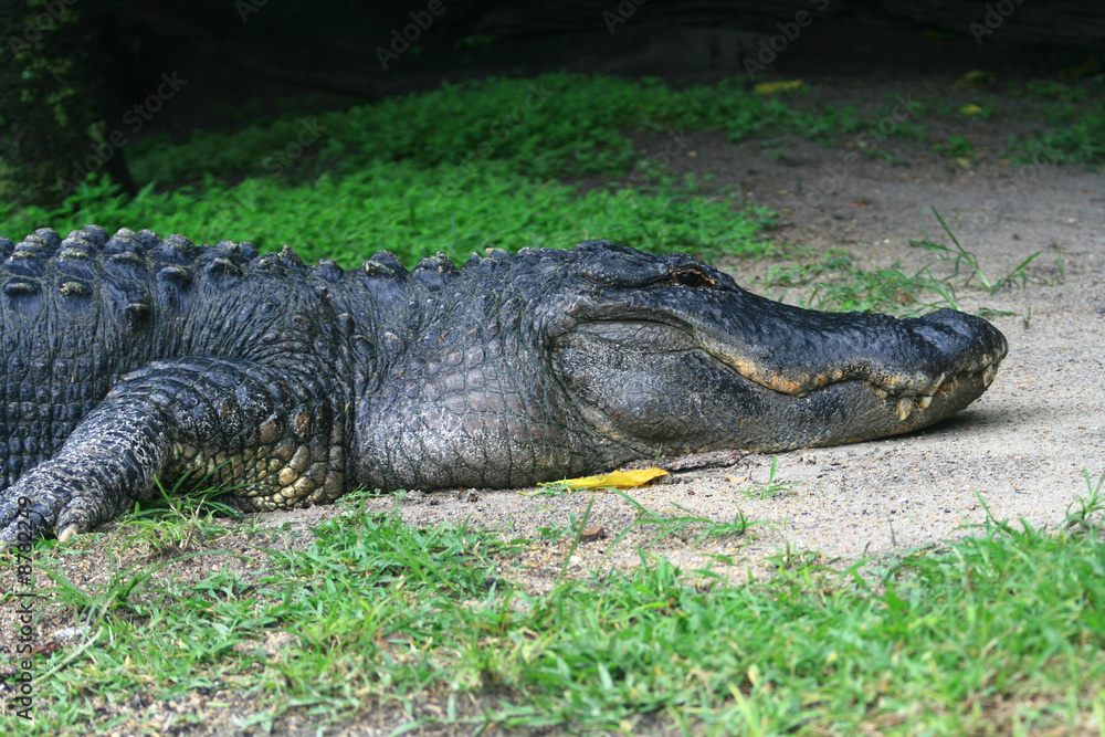 Obraz premium aligator