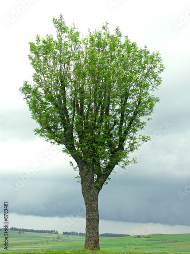 arbre isol  