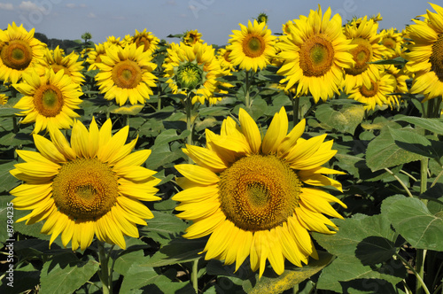 yellow sunflowers