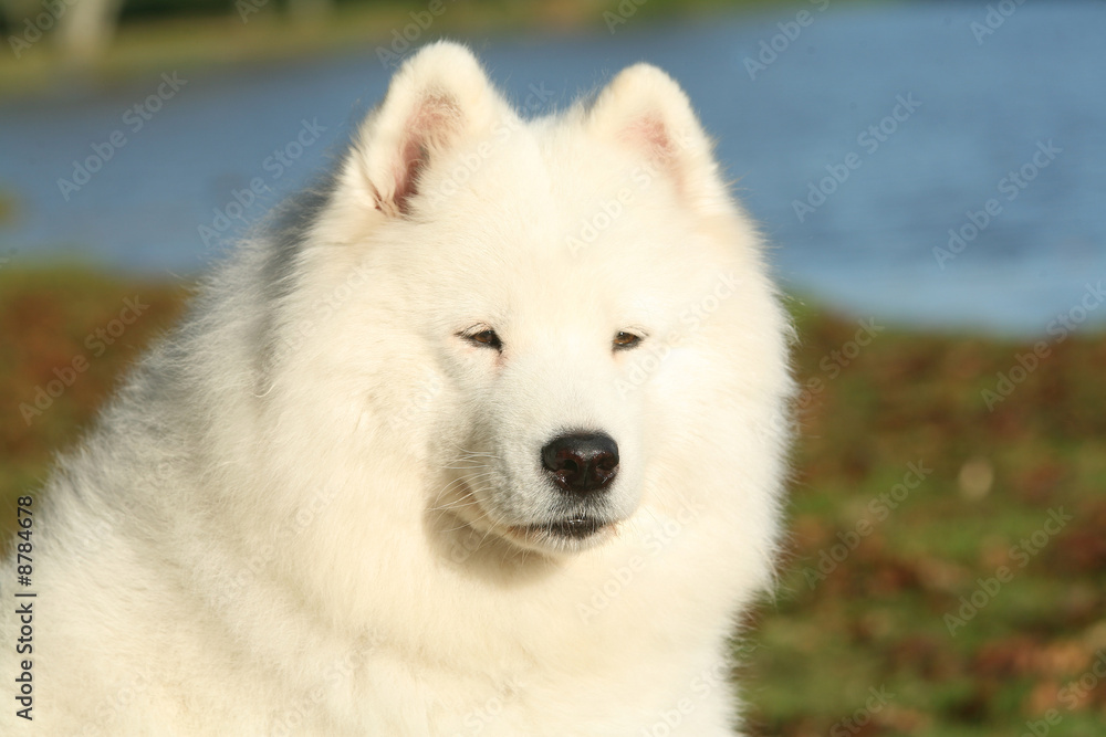 Samoyede Samoyede