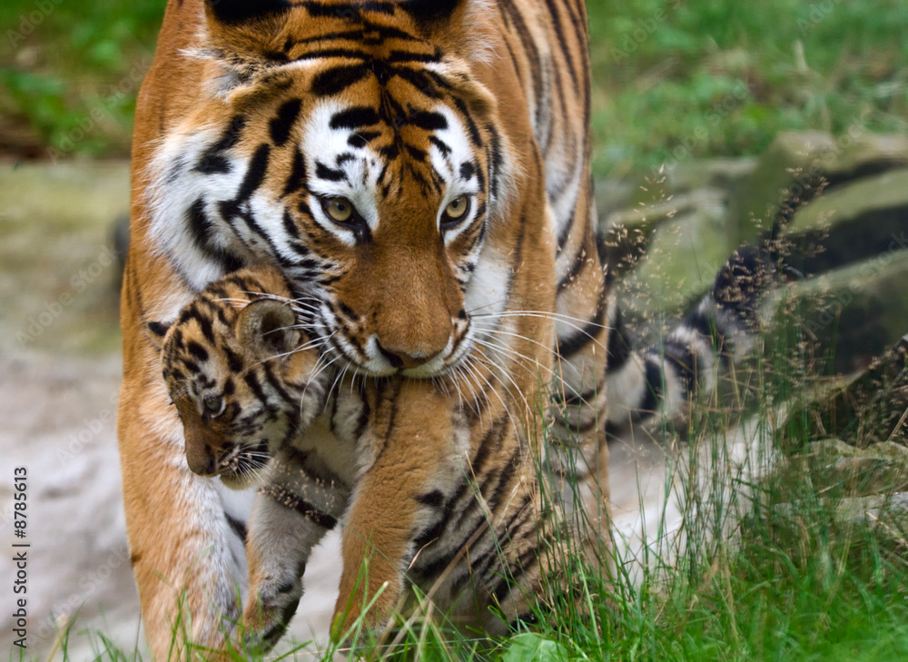 Fototapeta premium Tygrys syberyjski z dzieckiem między zębami