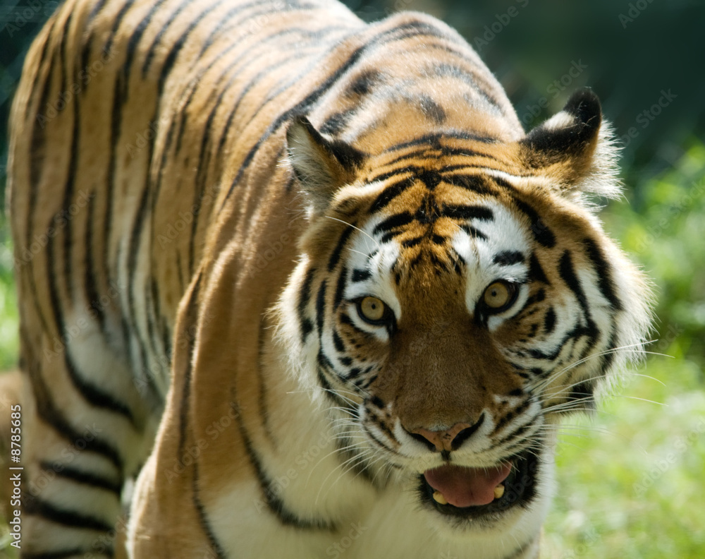 Siberian tiger (Tiger Panthera tigris altaica) Siberian tiger (Tiger Panthera tigris altaica)
