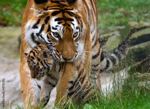 Fototapeta Naklejka Na Ścianę i Meble -  Siberian tiger with a baby between her teeth