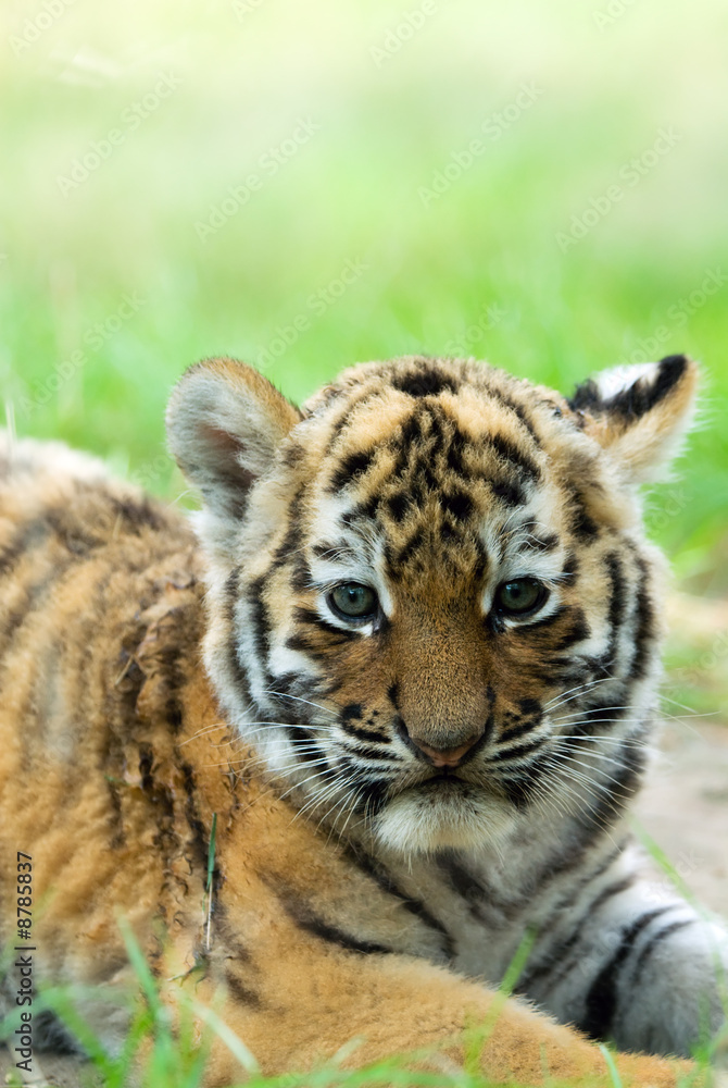 Naklejka premium cute siberian tiger cub (Tiger Panthera tigris altaica)