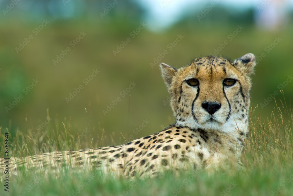 close-up of a beautiful cheetah (Acinonyx jubatus) close-up of a beautiful cheetah (Acinonyx jubatus)