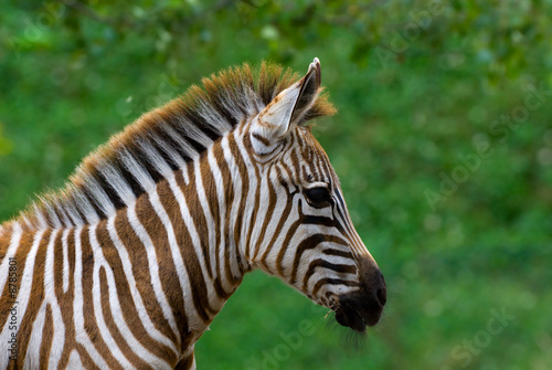 closeup of a beautiful baby zebra