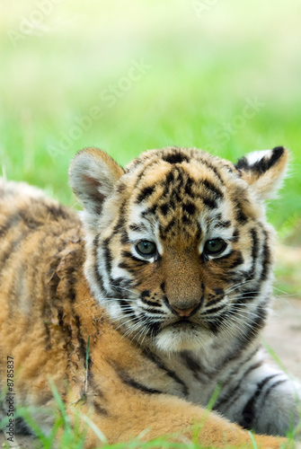 Fototapeta Naklejka Na Ścianę i Meble -  cute siberian tiger cub (Tiger Panthera tigris altaica)