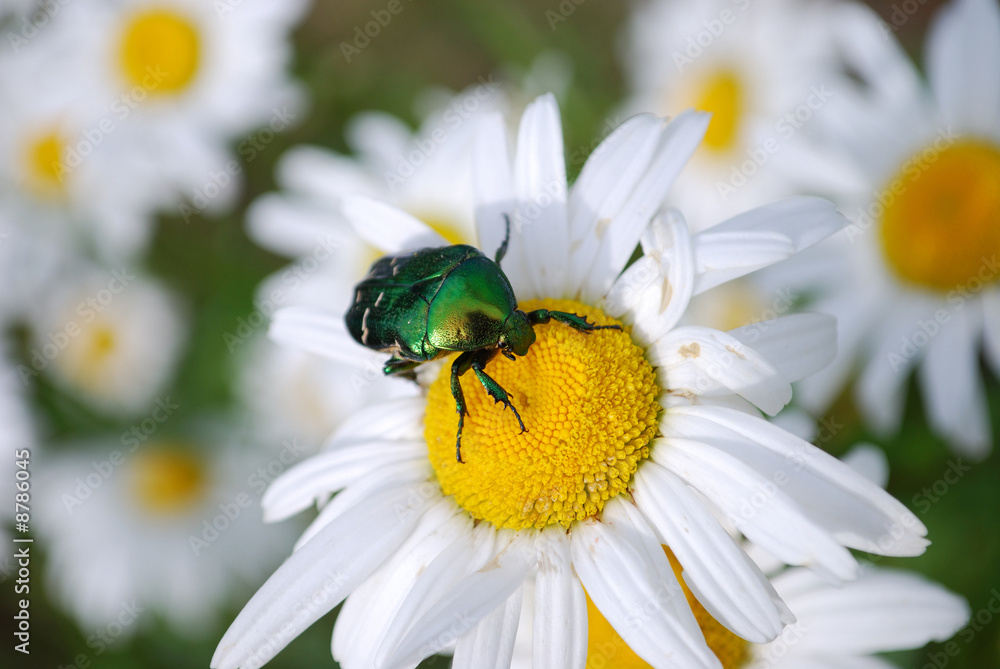 Green bug on a daisy (shallow DOF) Green bug on a daisy (shallow DOF)
