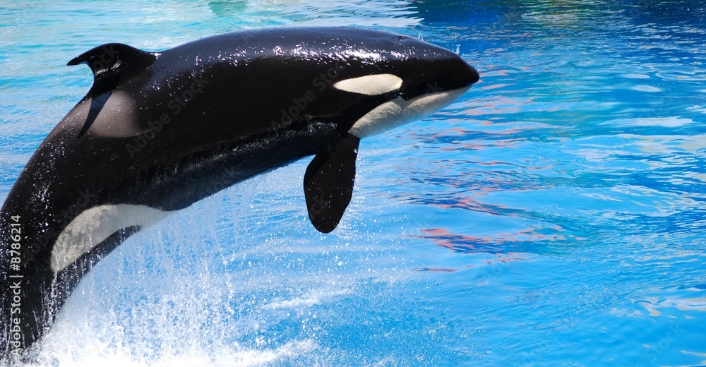 Obraz premium orque 4