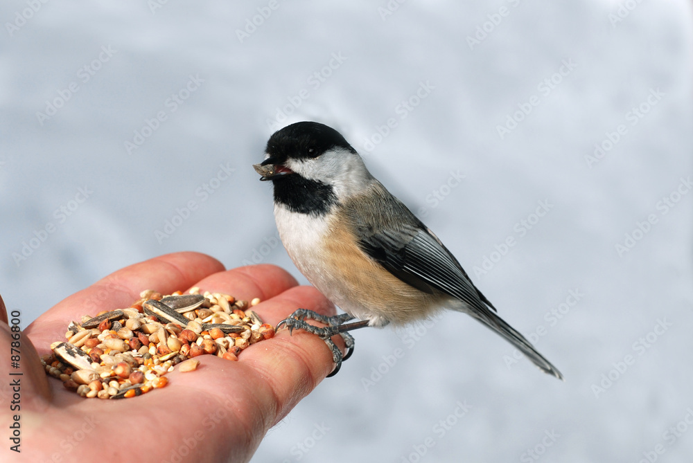 Naklejka premium Chickadee on a hand