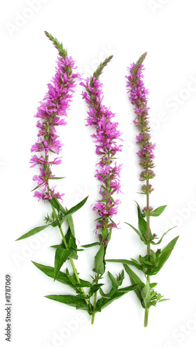 Lythrum salicaria Purple loosestrife photo