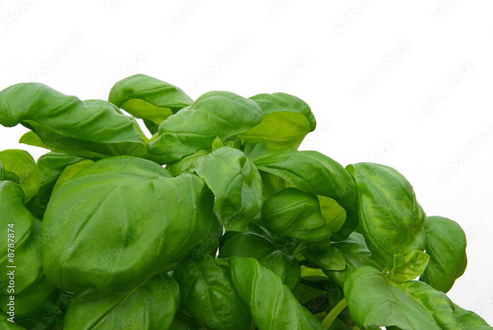 Basilikum - basil 02 Basilikum - basil 02