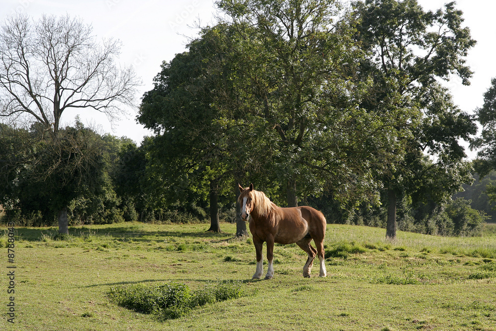 Obraz premium Cheval dans une pâture
