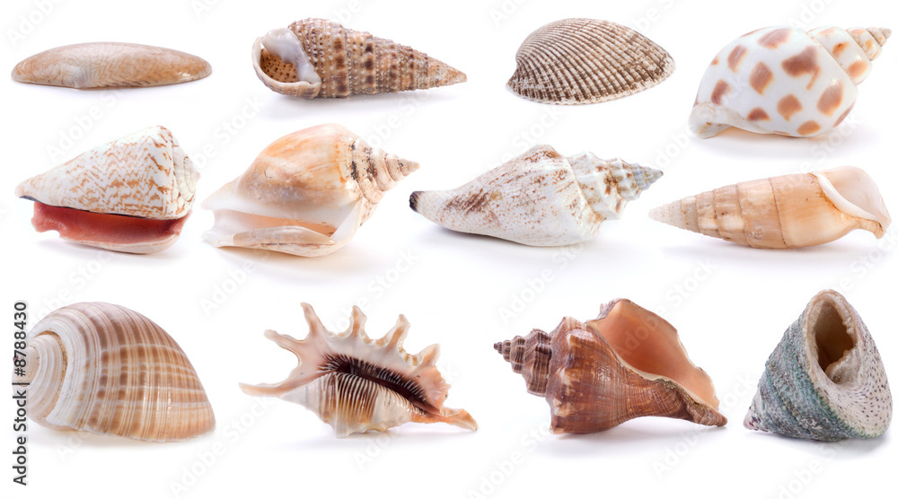 different sea shells different sea shells