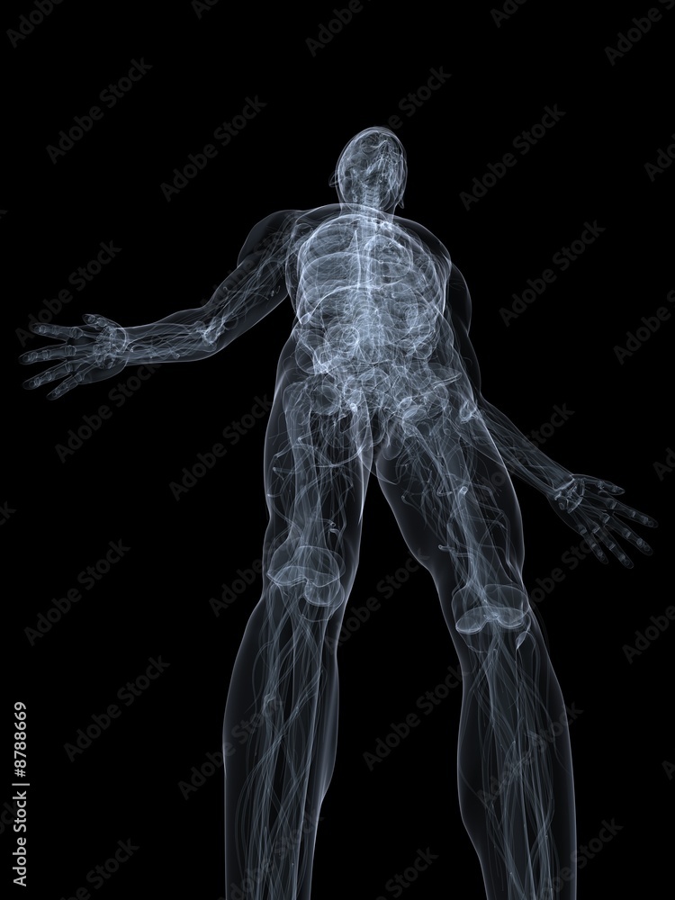 röntgenaufnahme - menschliche anatomie