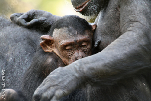 Baby-Schimpanse