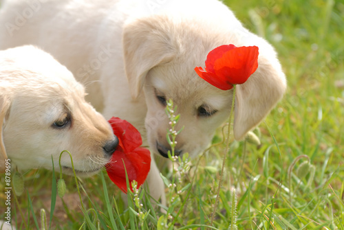 Welpen riechen an Mohnblume