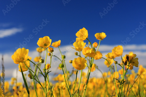 A field of buttercup flowers against a deep blue sky