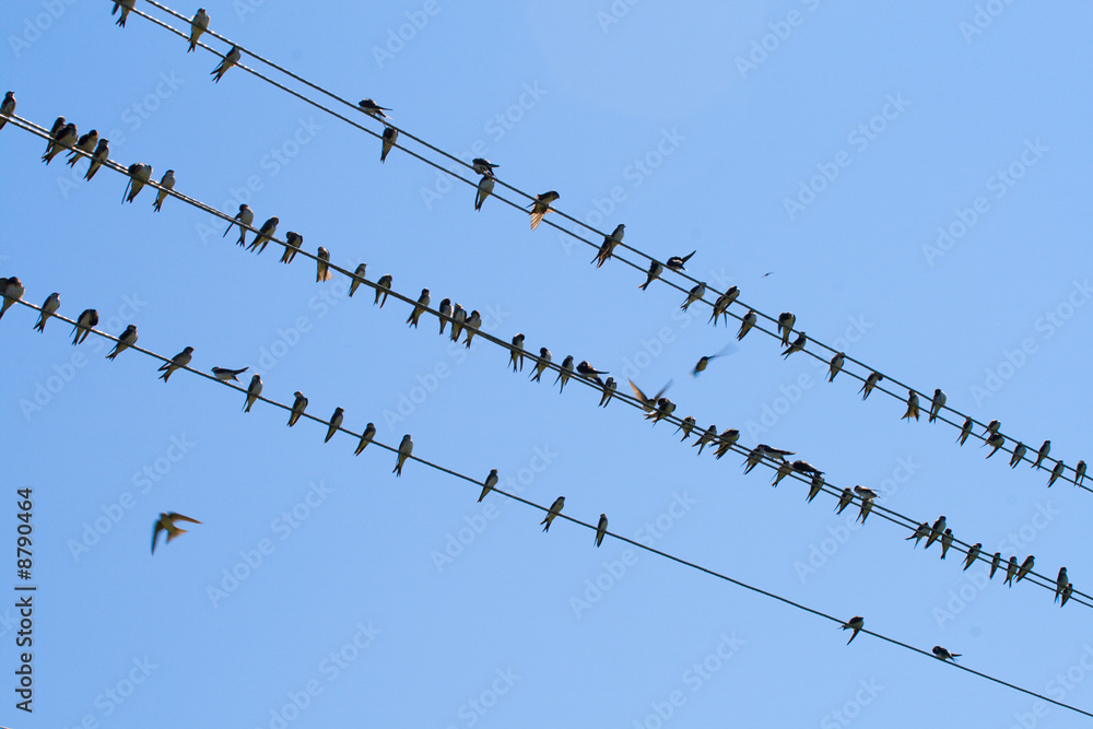 many swallows on wire, over blue sky background many swallows on wire, over blue sky background