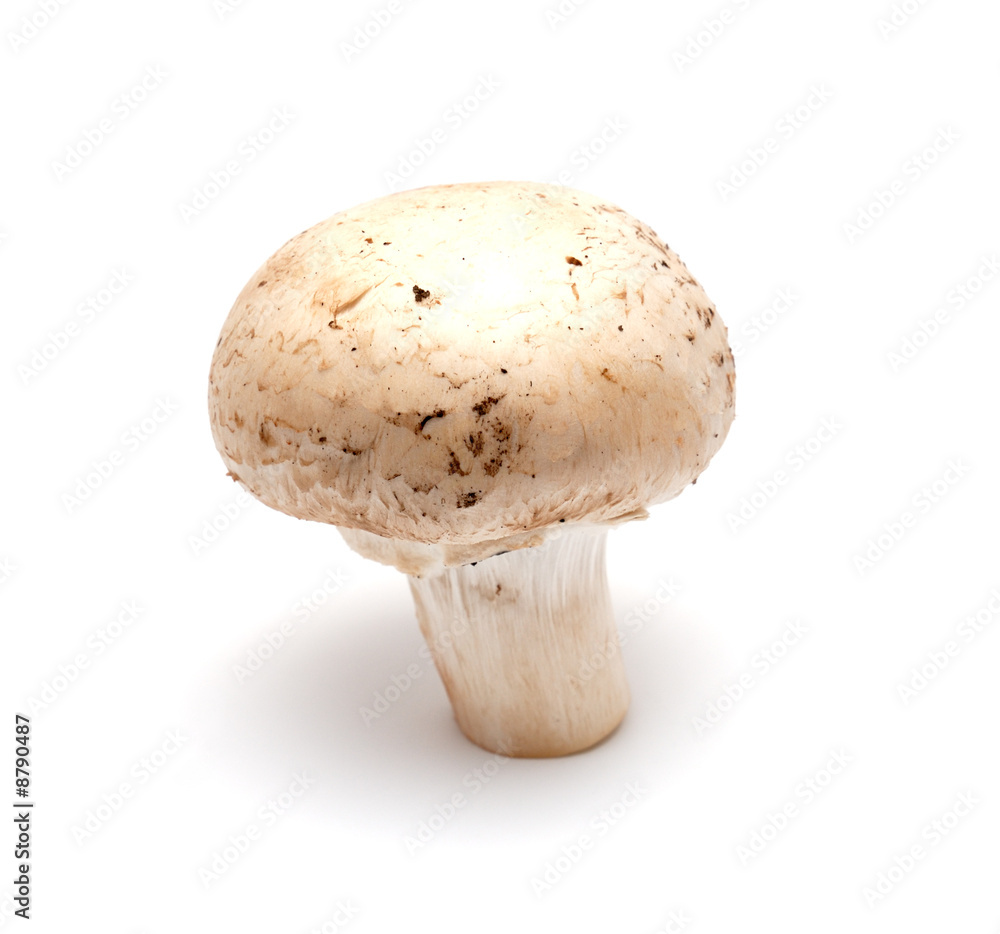 One mushroom a champignon on a white background One mushroom a champignon on a white background