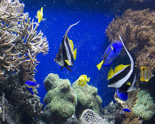 tropical fish