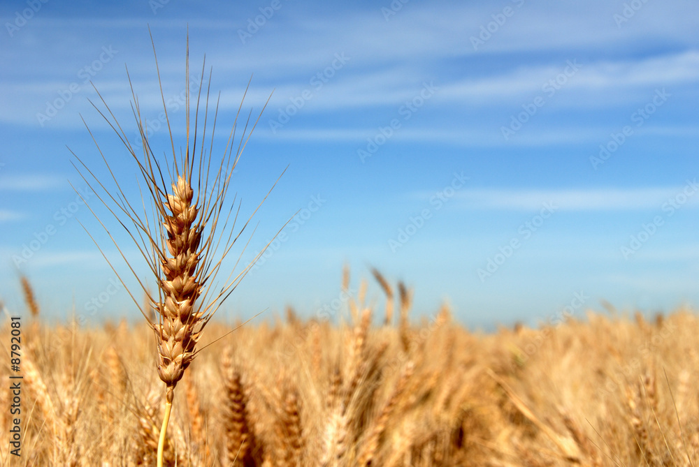 Naklejka premium Ripe Wheat Detail Against Blue sky