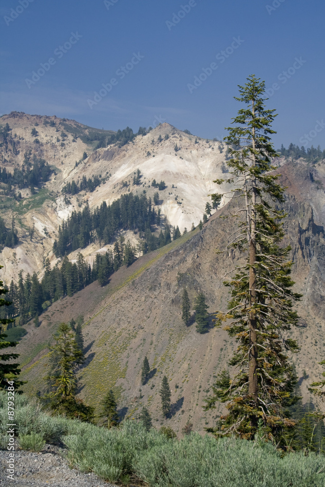 Pine trees in Lassen Volcanic National Park Pine trees in Lassen Volcanic National Park