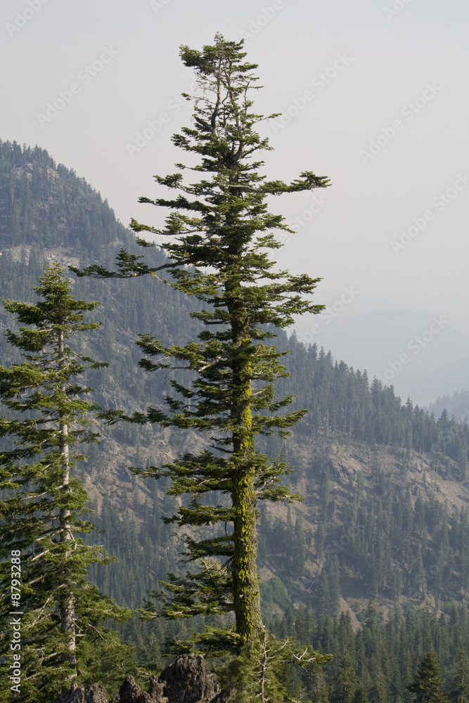 Pine trees in Lassen Volcanic National Park