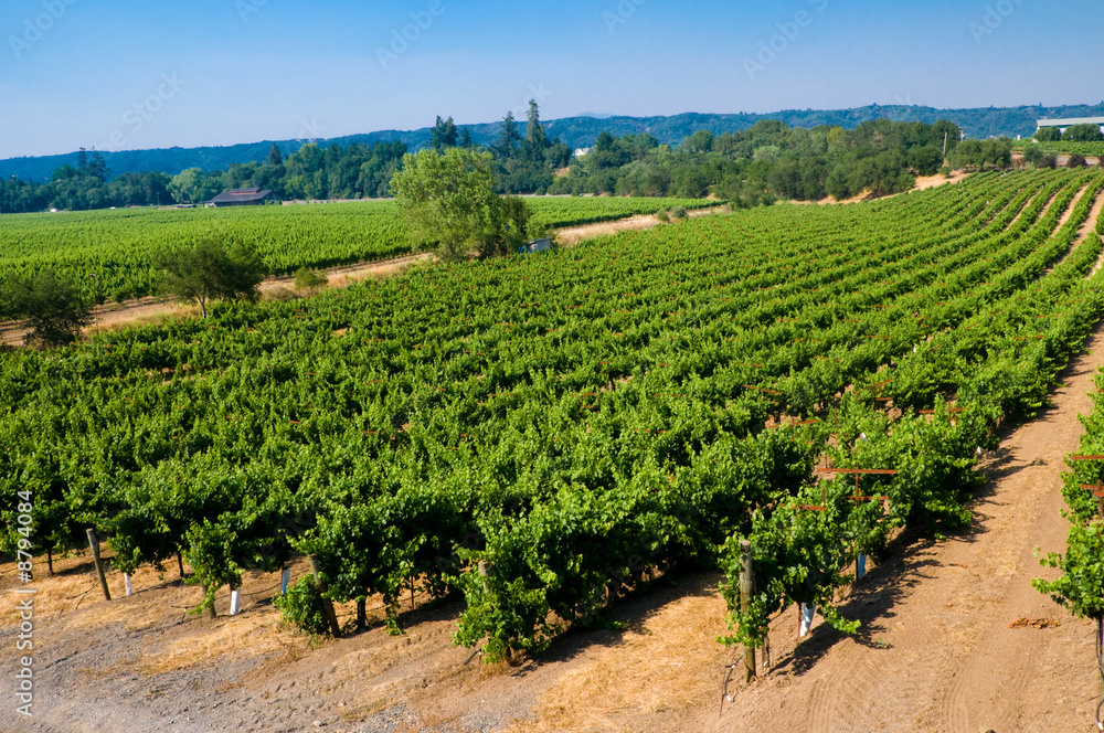 Vineyards in California