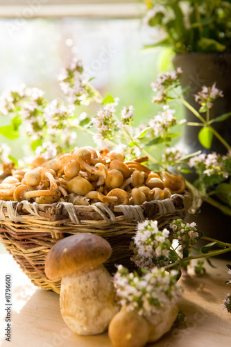 Mushroom photo