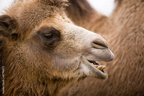 Camel