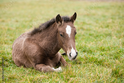 Foal