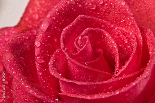 flower series: close up of red rrose blossom with water drop photo