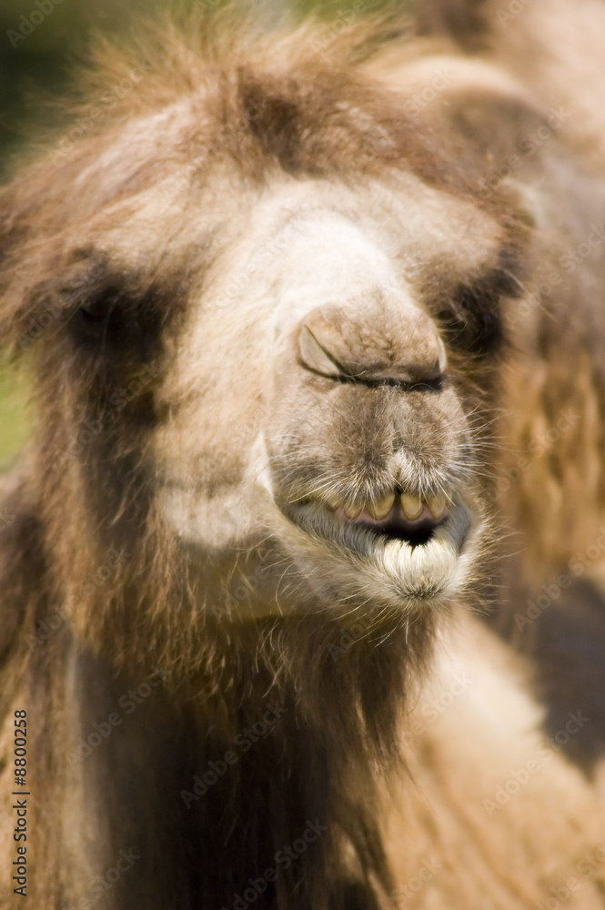 Obraz premium Close-up view of a camel with his mouth open