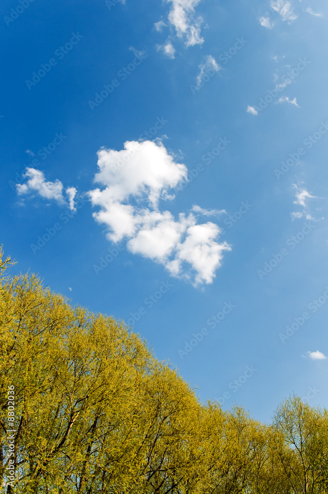 fresh leaves trees and deep blue sky landscape