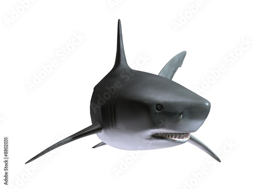 Requin