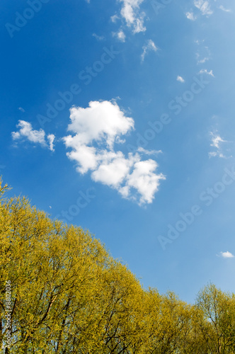 fresh leaves trees and deep blue sky landscape