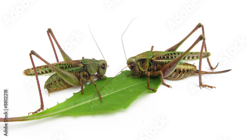 Grasshoppers eat herb leaf