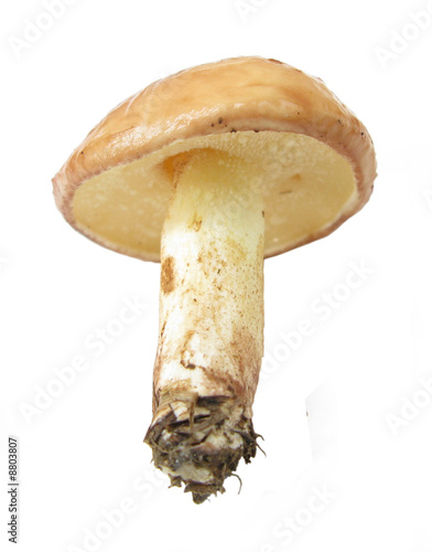 Weeping Bolete Suillus granulatus edible mushroom