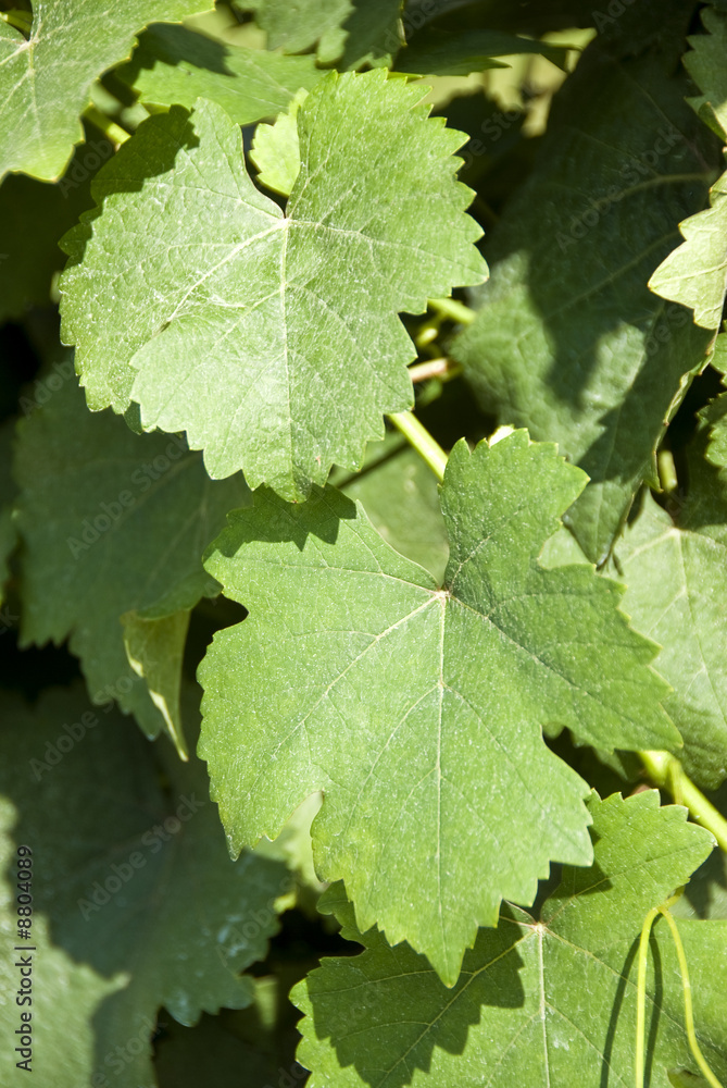 Vineyard Vineyard