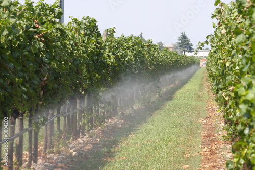 irrigazione vigneto