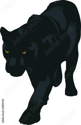 the illustration of panther